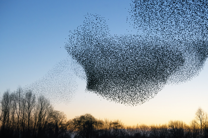 Starling murmuration over Geldermalsen, Netherlands. Such murmurations are examples of the scientific principle of emergence.
