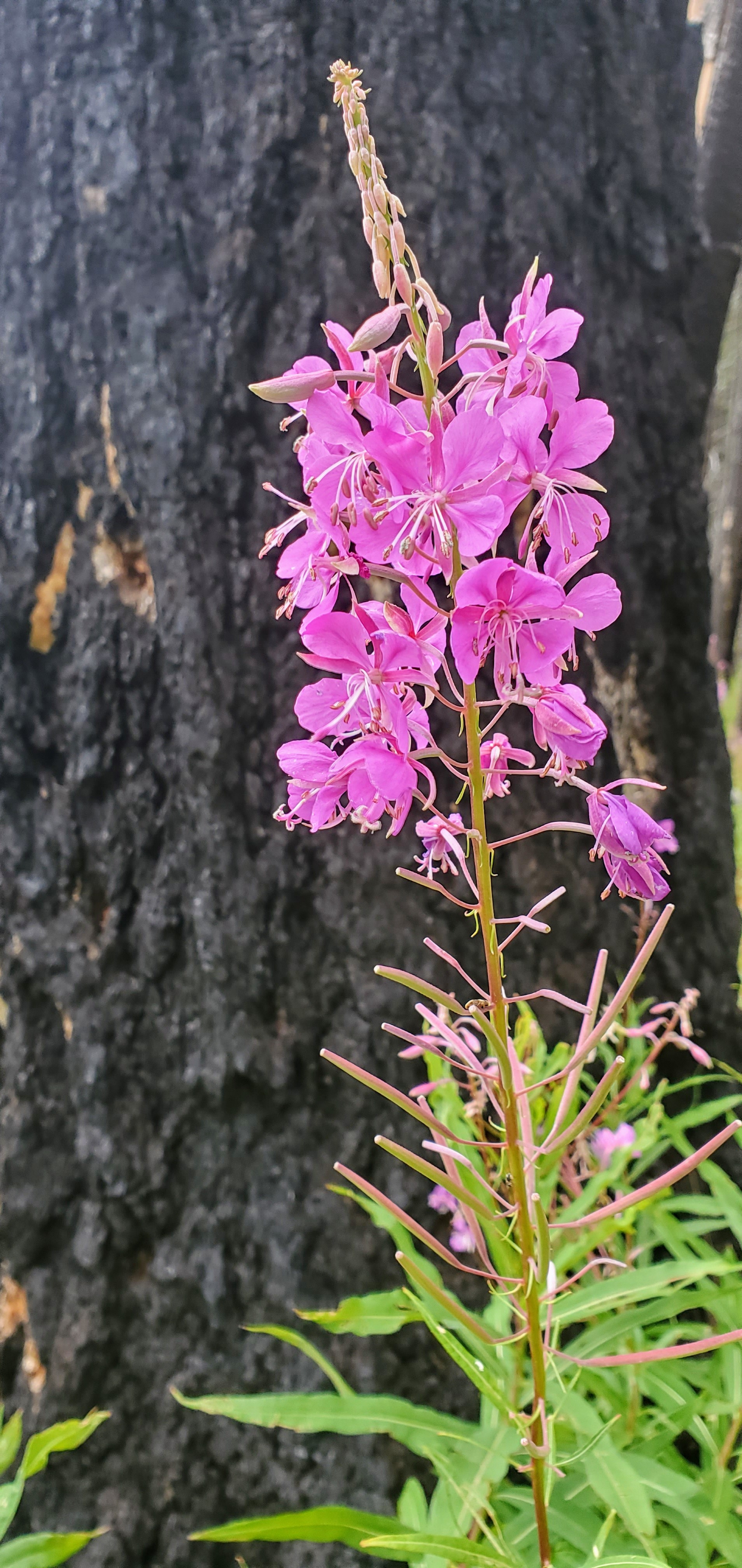 Blooming fireweed or rosebay willowherb against a backdrop of the charred black trunk of a burned conifer tree.